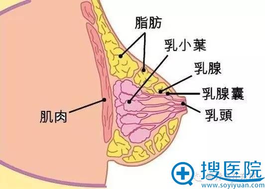 胸部结构示意图 胸部结构示意图