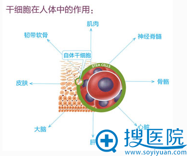 自体脂肪 自体脂肪