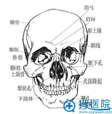 人体头骨 人体头骨