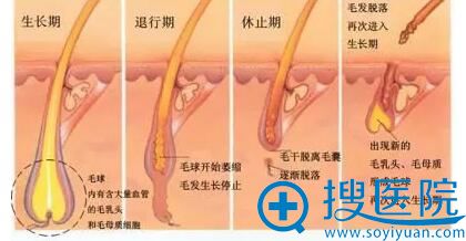 毛发生长示意图 毛发生长示意图