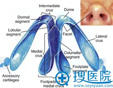 穹窿部 穹窿部