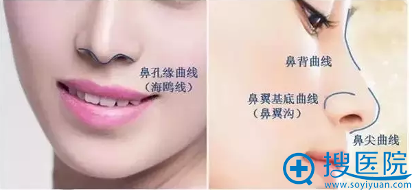 都说脸上有只鸟才算美女 怎样让鼻子形成海鸥线变成女神?