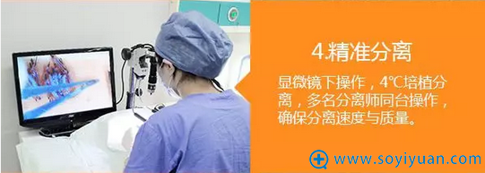 多名分离师同时分离毛囊 多名分离师同时分离毛囊