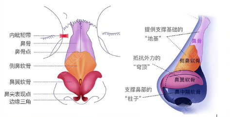 鼻整形部位剖析图 鼻整形部位剖析图