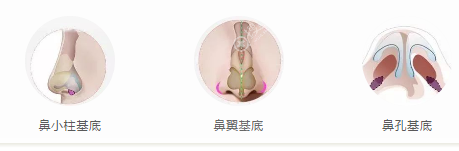 鼻基底示意图 鼻基底示意图
