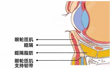 详细眼睛结构示意图 详细眼睛结构示意图