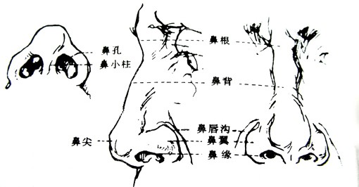 鼻外观形体结构图 鼻外观形体结构图
