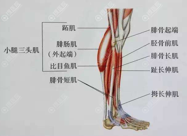 不想去韩国在北京做了小腿肌肉阻断术62天来汇报结果!
