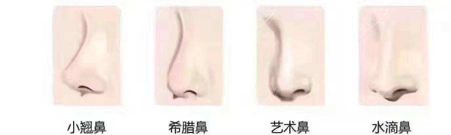 常见的鼻部型态 常见的鼻部型态